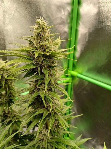 Growreport Bild 4