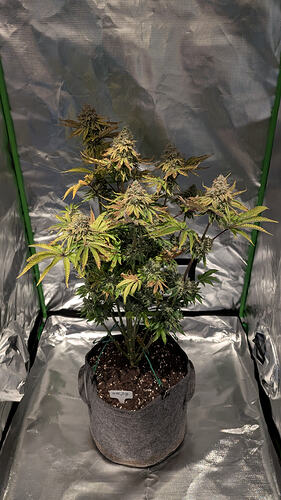Growreport Bild 5