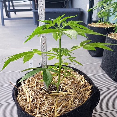 Growreport Bild 1