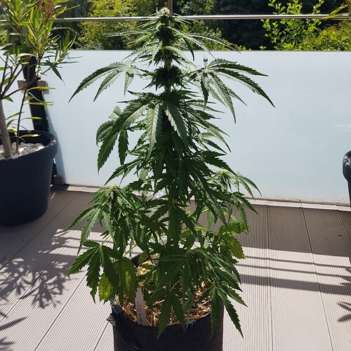 Growreport Bild 2