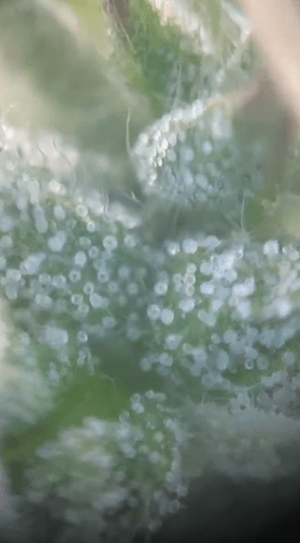 TrichomeA2