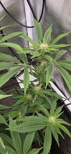 Growreport Bild 4