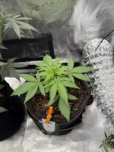 Growreport Bild 28