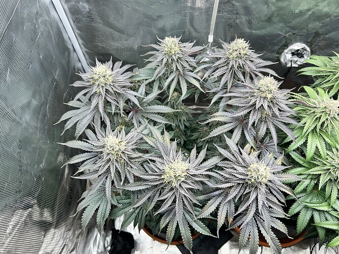 Growreport Bild 23