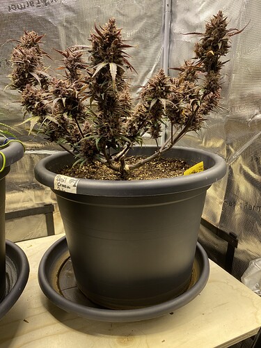 Growreport Bild 9