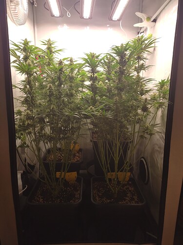 Growreport Bild 3
