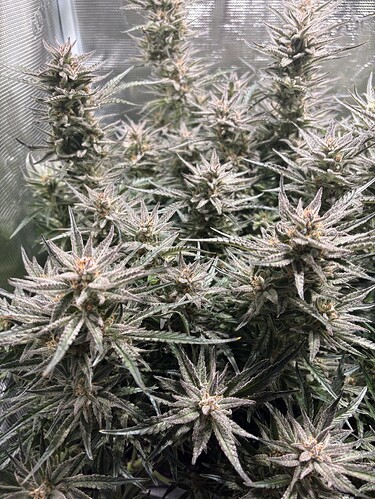 Growreport Bild 12