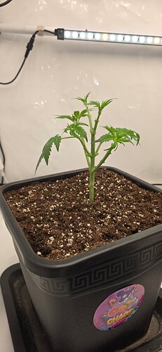 Growreport Bild 20