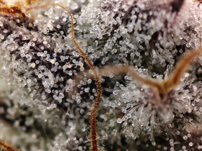 Growreport Bild 92