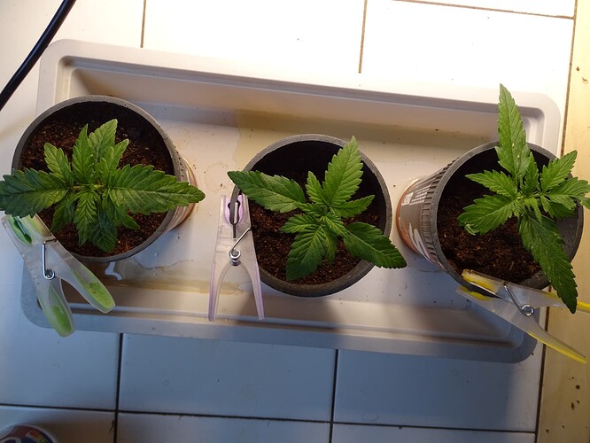 Growreport Bild 1