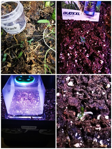 Collage_20250224_153045