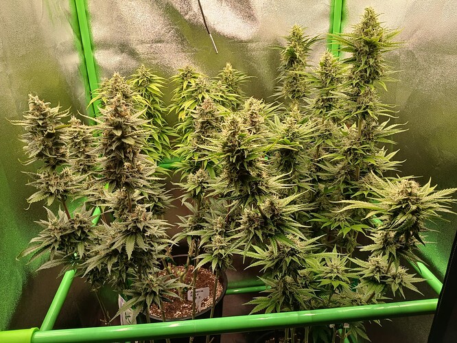 Growreport Bild 1