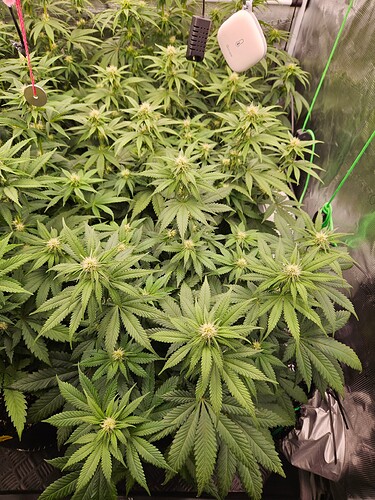 Growreport Bild 3