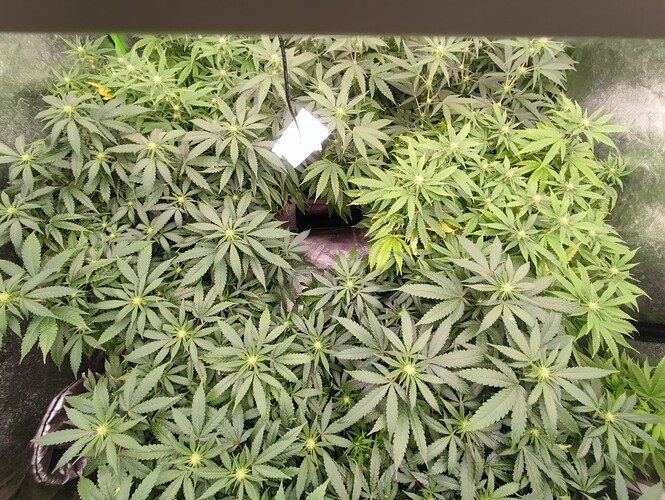 Growreport Bild 8