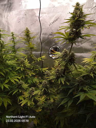Eine blühende Cannabis-Pflanze in einem Growzelt mit reflektierenden Wänden.