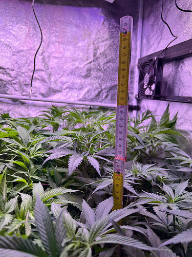 Cannabispflanzen in einem Growzelt mit einem Zollstock zur Höhenmessung.
