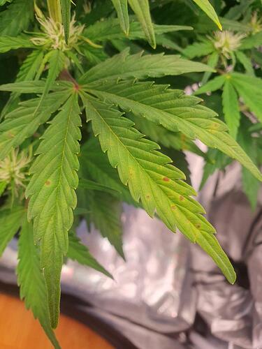 42 Tage_Cind_2025-06-07-113904_002