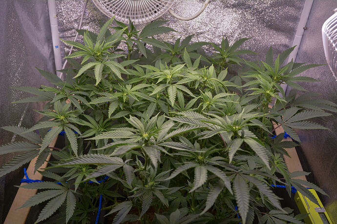 Growreport Bild 2