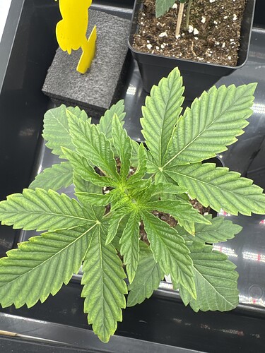 Growreport Bild 6