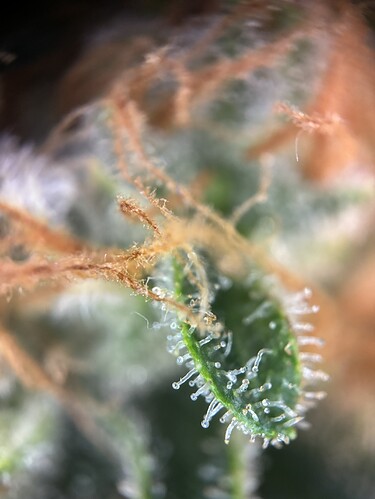 Growreport Bild 59