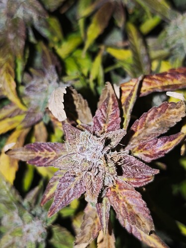 MVIMG_20251128_150125