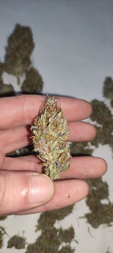 Growreport Bild 2