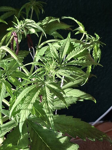 Growreport Bild 9