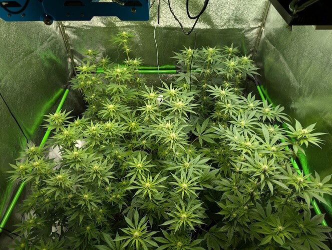 Growreport Bild 2