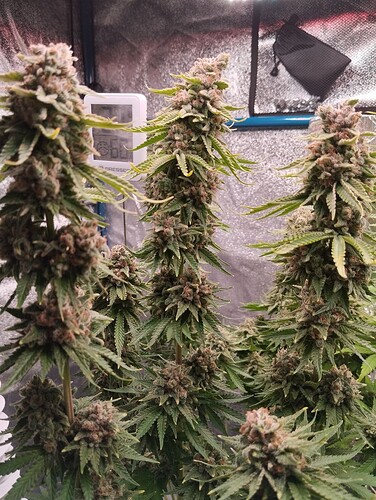 IMG_20240811_132414 - Kopie