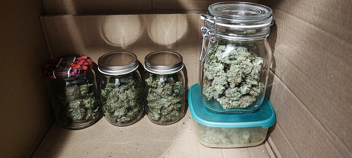 [Ernte]2x Super Lemon Haze Auto 20W no-budget grow in der Zimmerecke