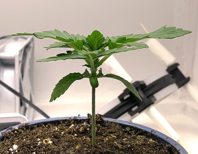 Growreport Bild 1