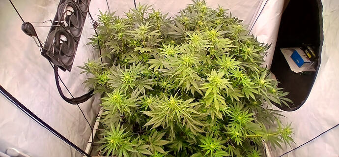 Growreport Bild 7
