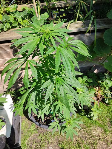 Growreport Bild 17