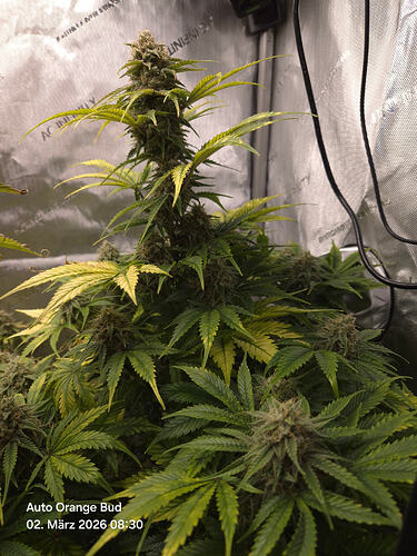 Nahaufnahme einer blühenden Cannabis-Pflanze in einem Grow-Zelt, mit sichtbarem Zeitstempel und Sortenbezeichnung.
