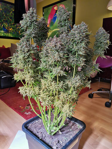Mix Grow Ernte DSD33 (10)