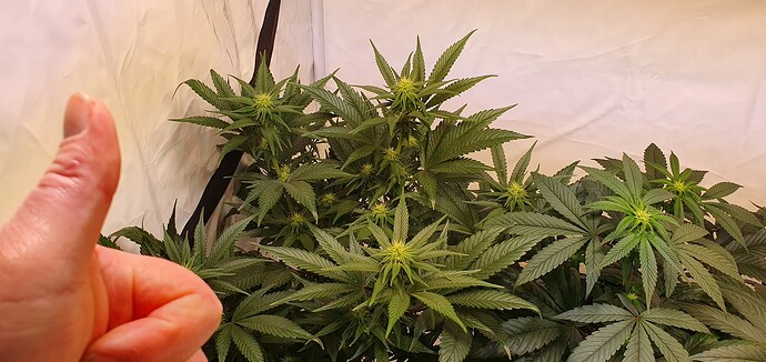 Growreport Bild 2