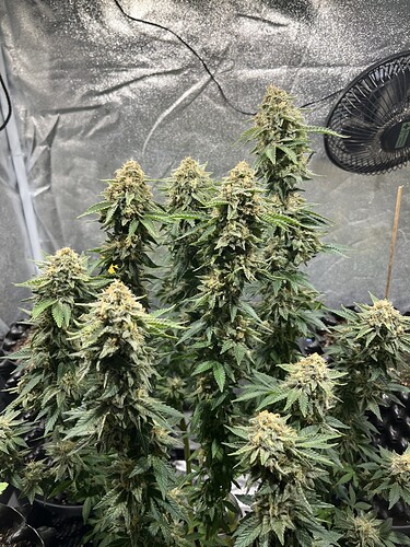 Growreport Bild 1