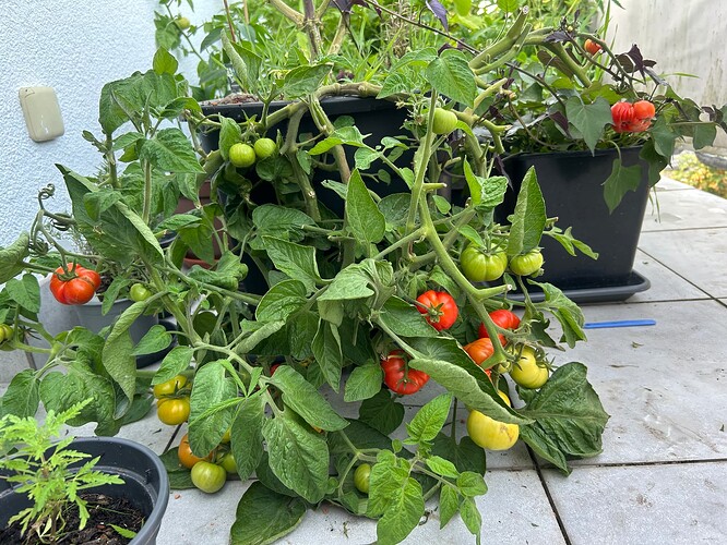 Growreport Bild 12
