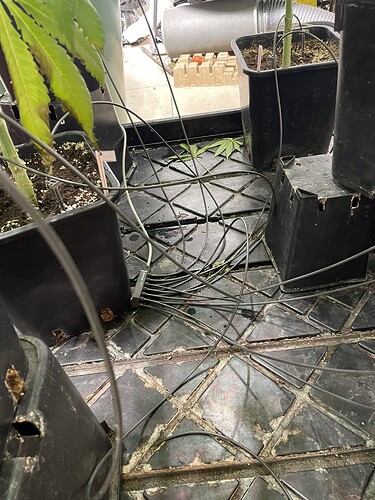 Growreport Bild 29