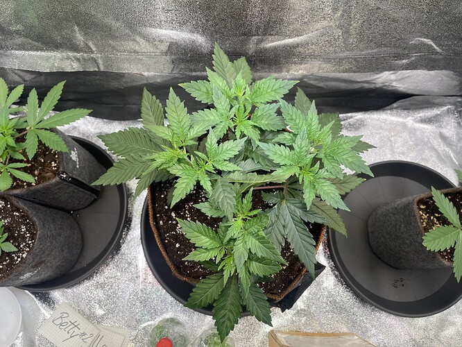 Growreport Bild 4