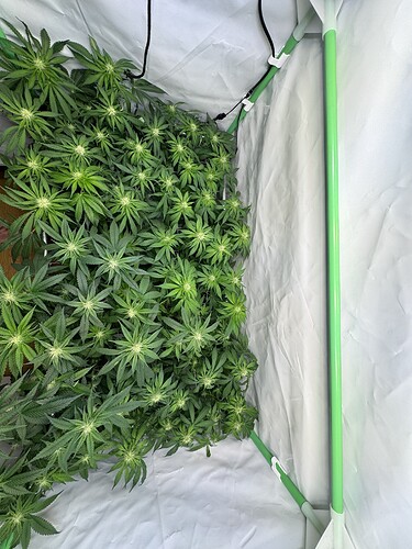 Growreport Bild 37