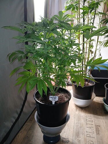 Growreport Bild 7