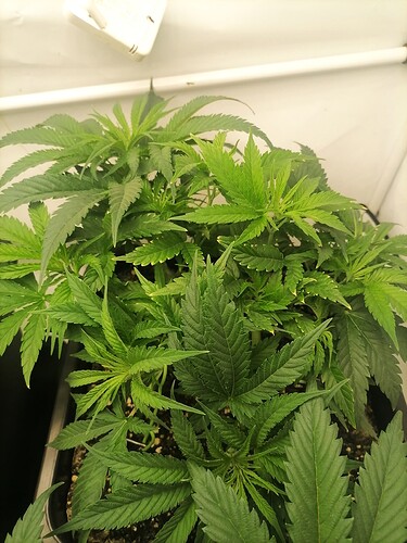 Growreport Bild 8