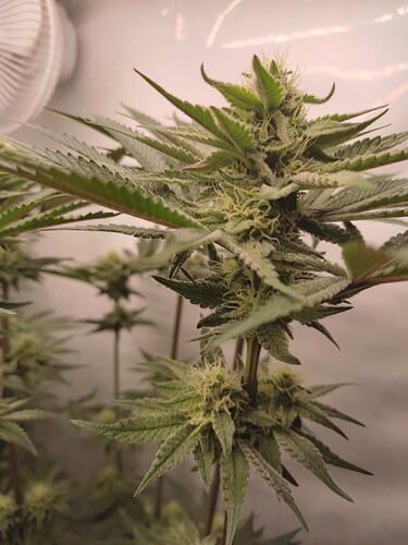 Growreport Bild 30