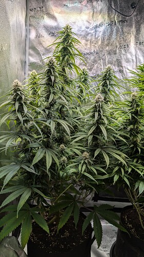 PXL_20241124_134050256