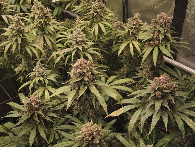 Growreport Bild 17