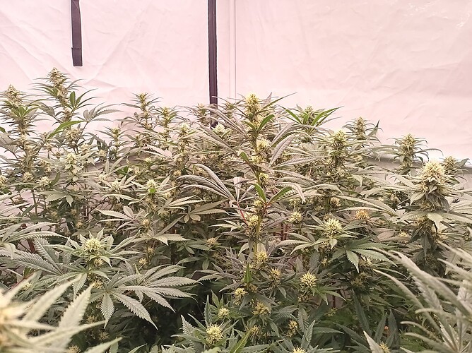 Growreport Bild 63