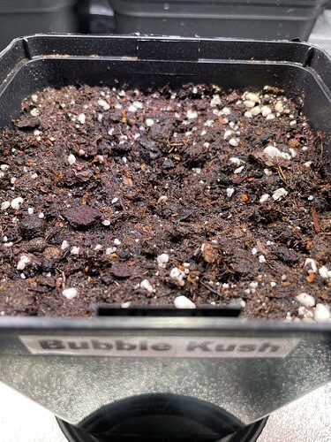 Growreport Bild 13