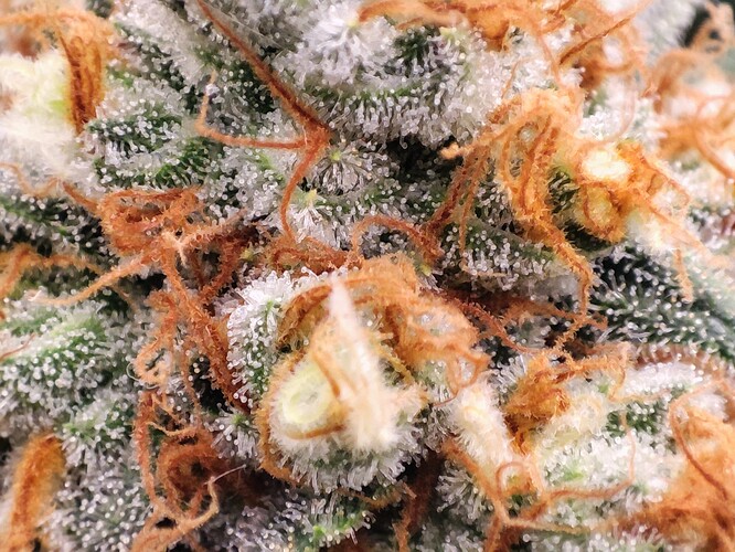 Growreport Bild 41