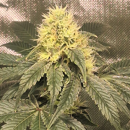 Growreport Bild 3